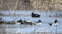Northern Pintails and others 1471